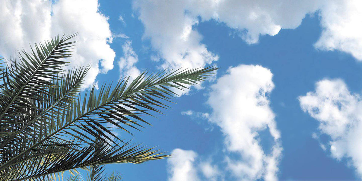 Tropical Palm - 1800ceiling